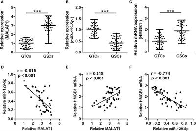 Extracellular Vesicle lncRNA Metastasis-Associated Lung Adenocarcinoma Transcript 1 Released From Glioma Stem Cells Modulates the Inflammatory Response of Microglia After Lipopolysaccharide Stimulation Through Regulating miR-129-5p/High Mobility Group Box-1 Protein Axis